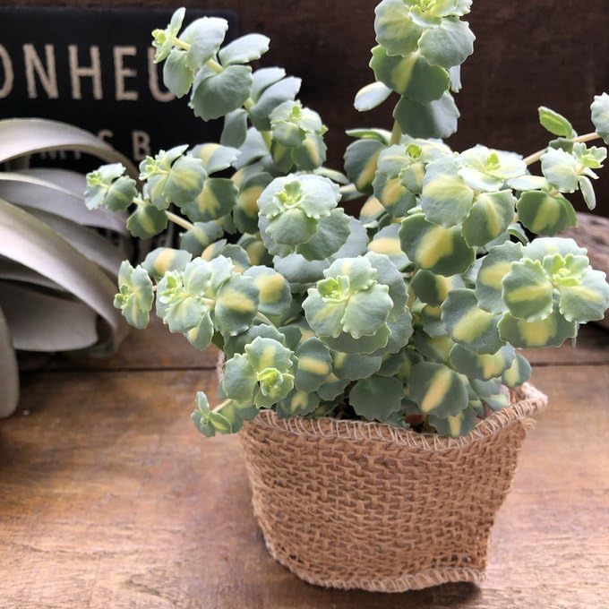 Amazon｜斑入りミセバヤ 希少 多肉植物 セダム インテリア